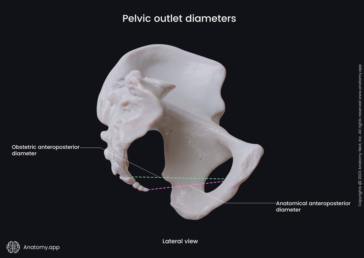Pelvis, Pelvic outlet, Pelvic outlet diameters, Anatomical anteroposterior diameter, Obstetric anteroposterior diameter, Lateral view