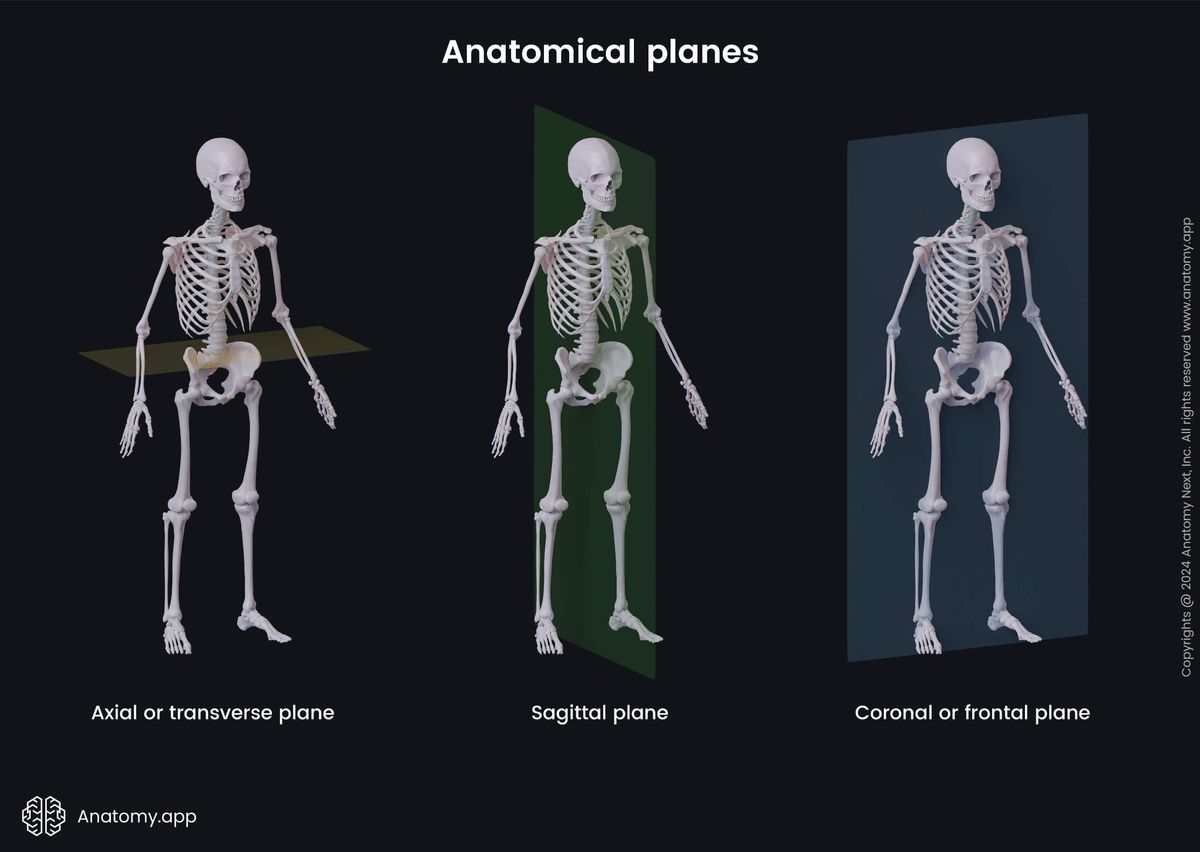 Anatomical terminology, Human body, Anatomical planes, Axial plane, Transverse plane, Sagittal plane, Coronal plane, Frontal plane