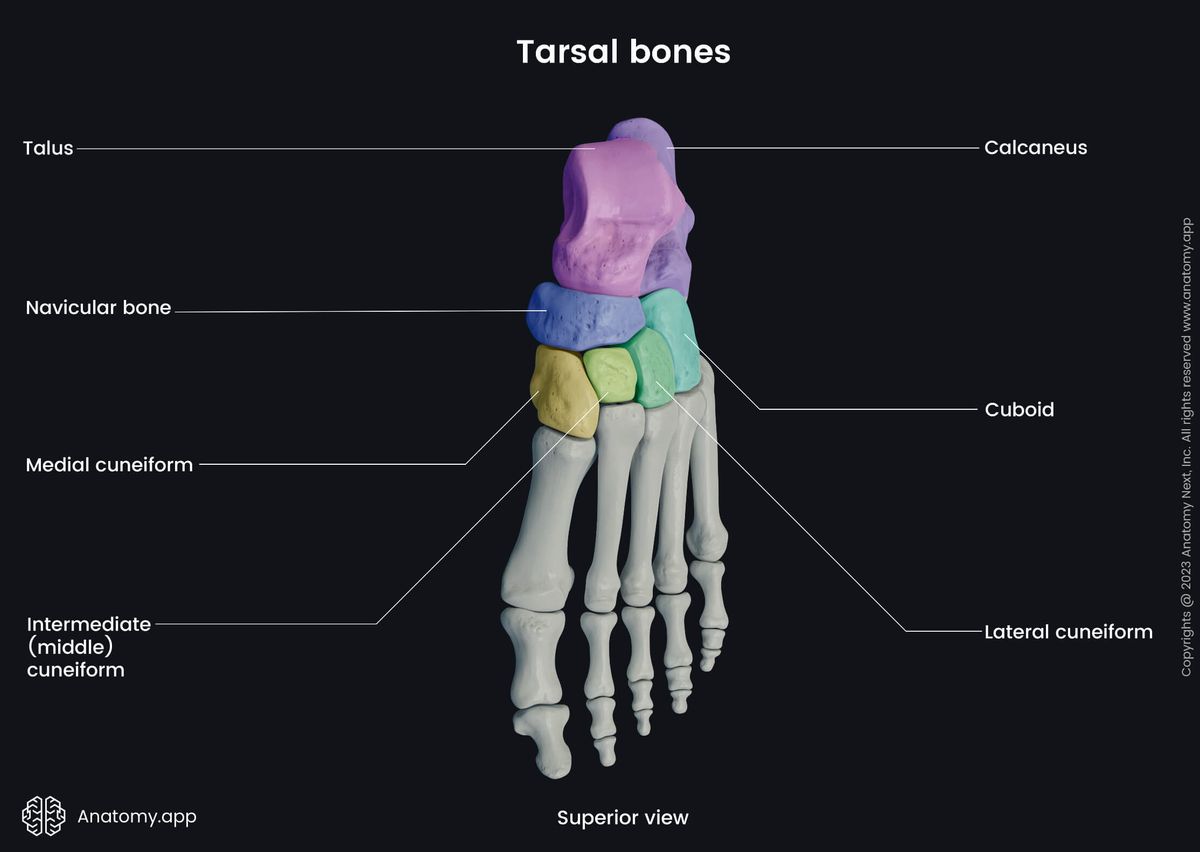 Human foot, Bones of foot, Foot skeleton, Tarsals, Dorsal view of foot, Superior view of foot, Dorsal surface of foot, Human skeleton, Skeleton of lower limb, Talus, Calcaneus, Navicular bone, Cuneiforms, Cuboid