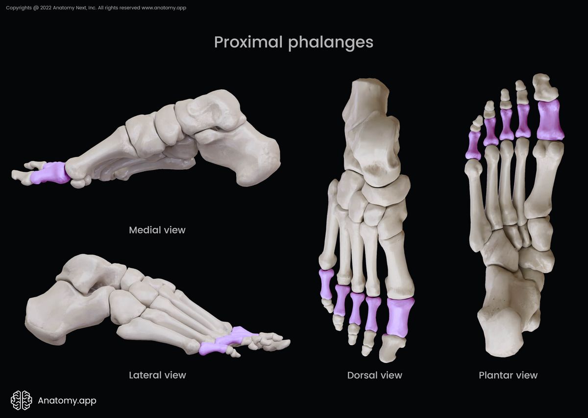 Proximal phalanges, Phalanges of foot, Phalanges, Bones of foot, Human foot, Skeleton of lower limb