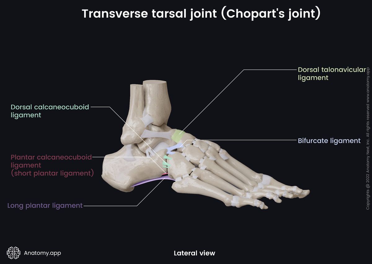 Transverse tarsal joint, Chopart's joint, Lateral view, Human foot, Foot skeleton, Tarsals, Tarsal bones, Metatarsals, Phalanges, Ligaments, Lateral view
