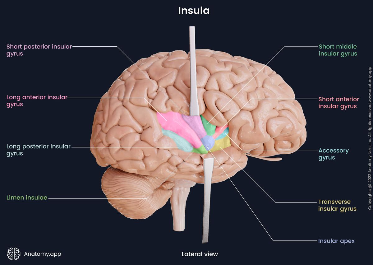 Brain, Cerebrum, Cerebral gyri, Insular gyri, Gyri of insula, Colored, Lateral view, Brainstem, Cerebellum