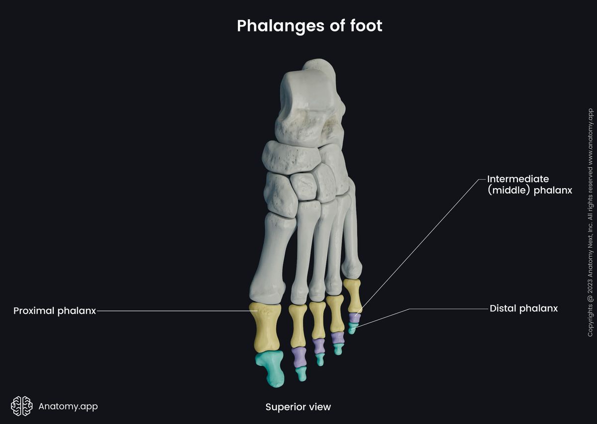 Human foot, Foot skeleton, Bones of foot, Human skeleton, Phalanges of foot, Proximal phalanges, Intermediate (middle) phalanges, Distal phalanges, Hallux, Superior view of foot, Dorsal view of foot, Dorsal surface of foot