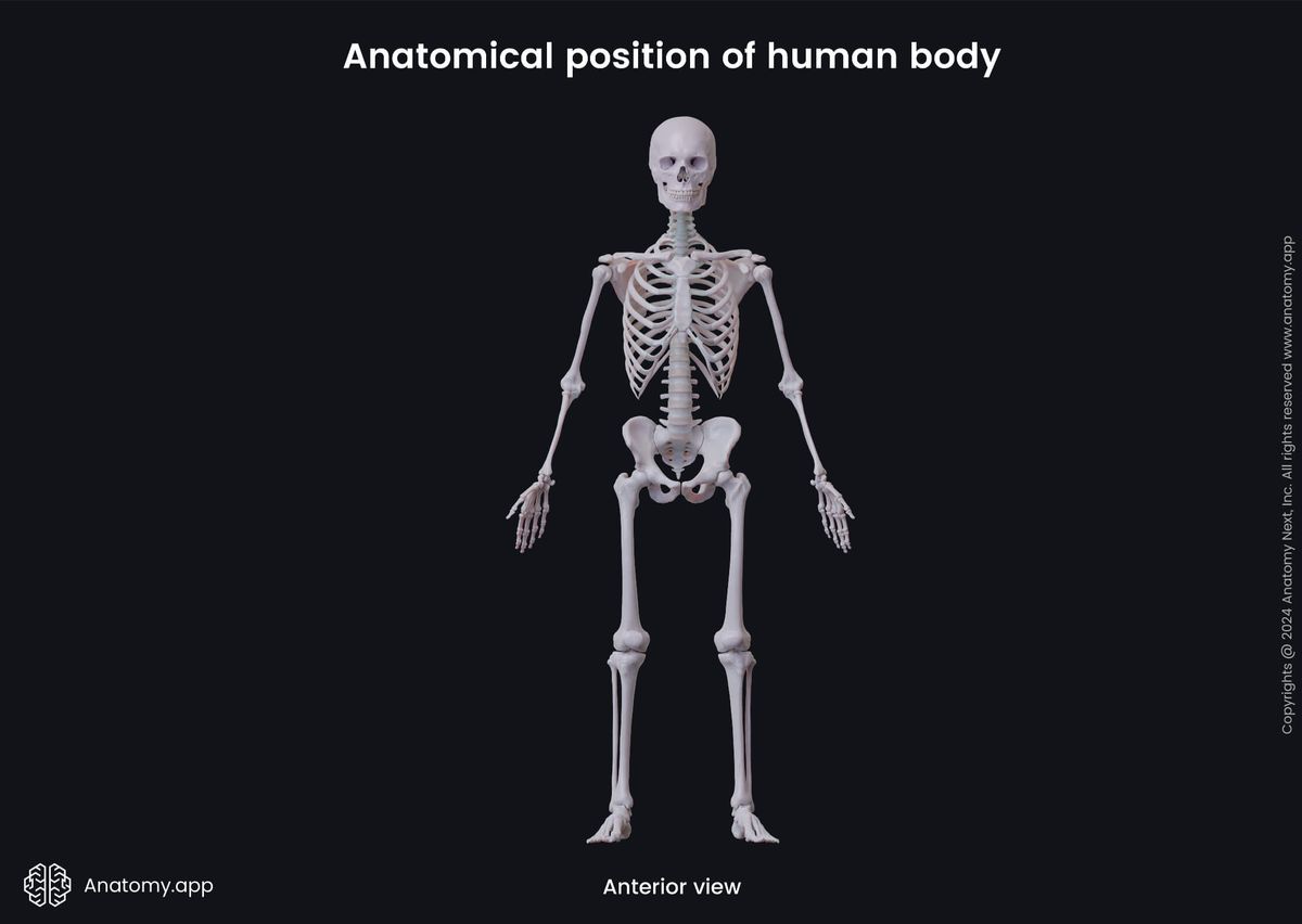 Human body, Human skeleton, Anatomical terminology, Anatomical position, Anterior view of human body