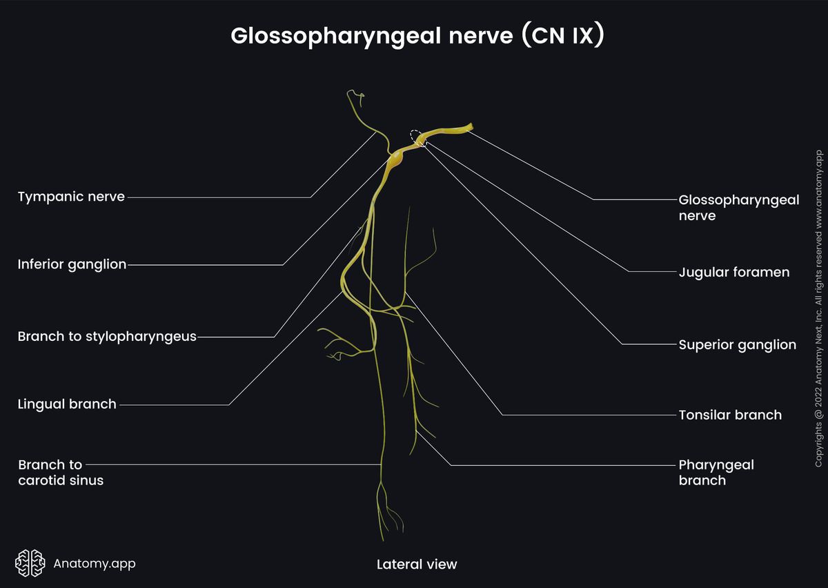 Cranial nerves, Glossopharyngeal nerve, CN IX, Head and neck, Nervous system, Lateral view