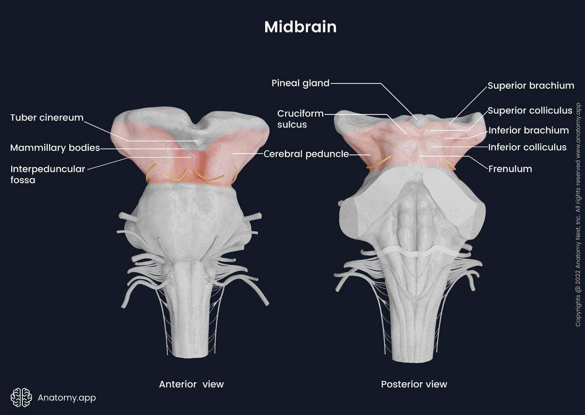 Midbrain, Brainstem, Anterior and posterior views, Main anatomical landmarks
