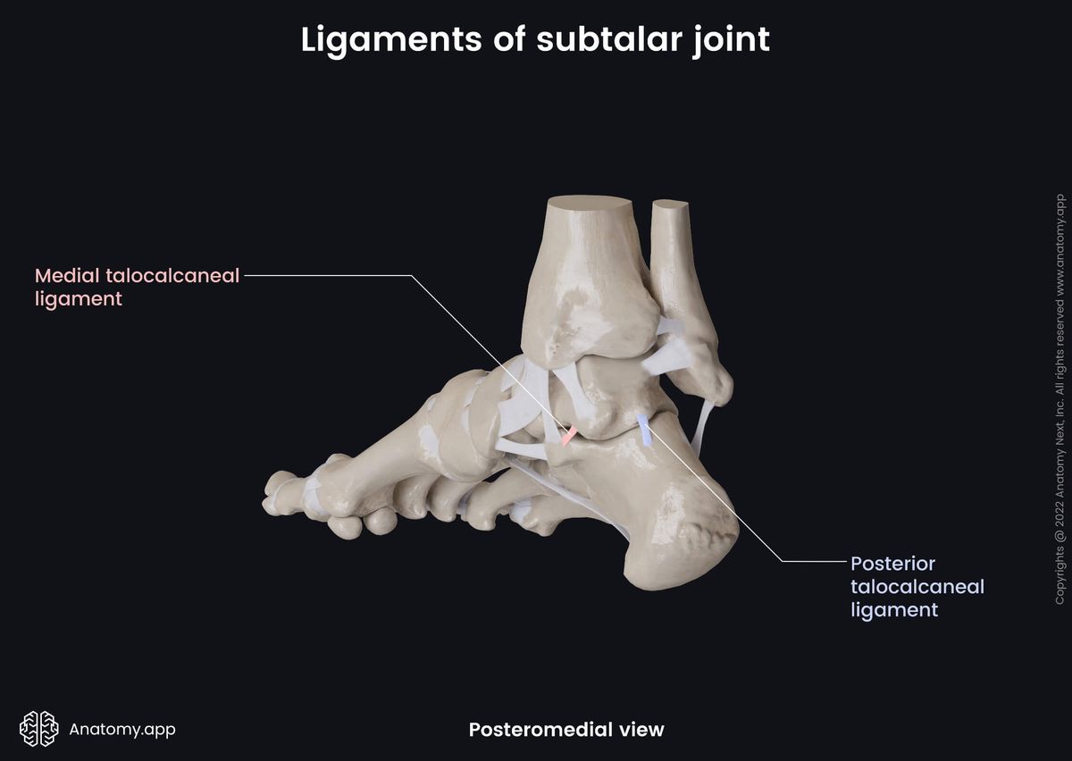 Subtalar joint, Tarsals, Ligaments, Talus, Calcaneus, Human foot, Foot skeleton, Foot bones, Posteromedial view