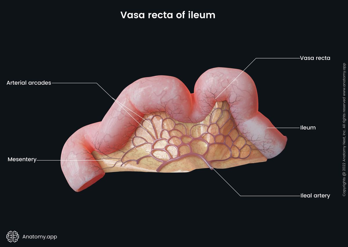Ileum, Vasa recta, Arterial arcades, Mesentery, Ileal artery, Small intestine