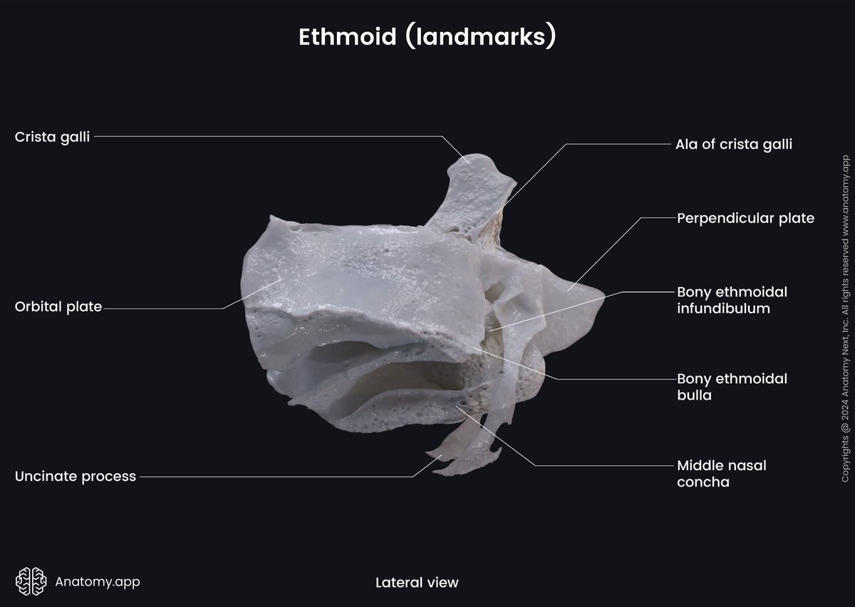 Head and neck, Skull, Neurocranium, Bones of neurocranium, Ethmoid, Landmarks, Anterior view