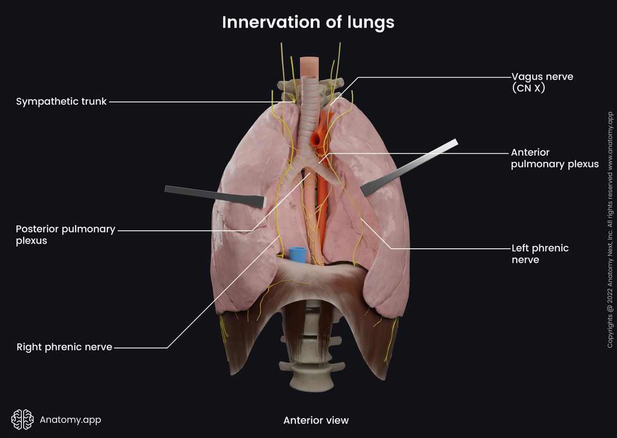 Lungs, Innervation, Nerve supply, Vagus nerve, Sympathetic trunk, Anterior pulmonary plexus, Posterior pulmonary plexus, Anterior view, Diaphragm, Trachea, Spine