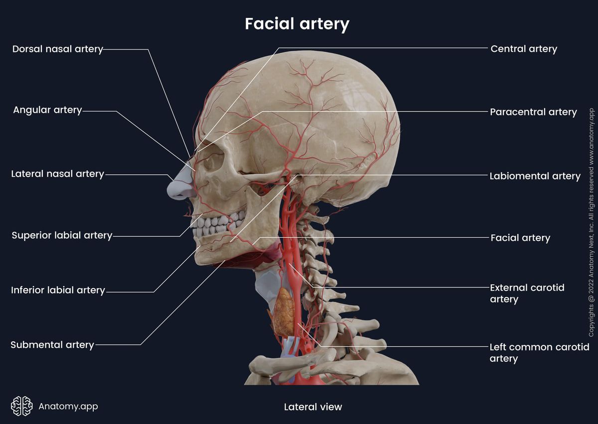 Facial artery, Branches, Head and Neck, Arteries of head and neck, Lateral view, Human head, Carotids, Carotid arteries, Skull