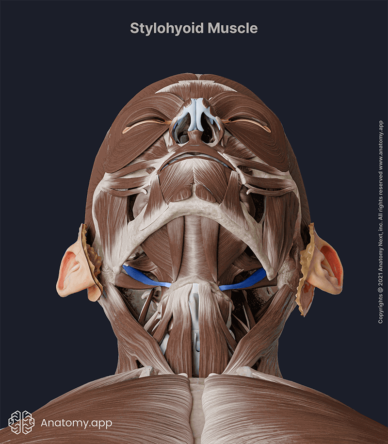Stylohyoid, Stylohyoid muscle, Suprahyoid muscles, Neck muscles, Anterior neck muscles, Head and neck muscles, Suprahyoid muscles of the neck, Stylohyoid muscle colored blue