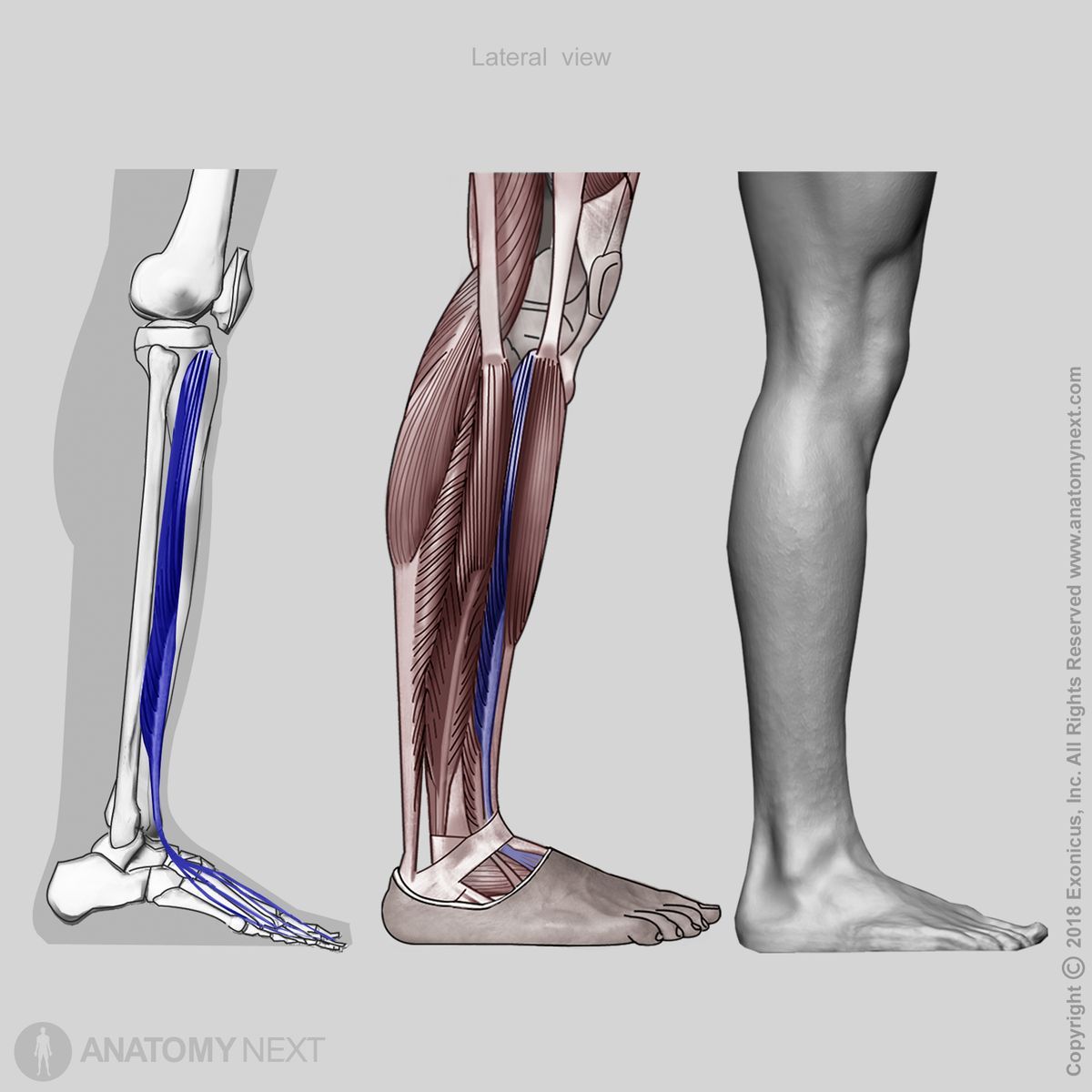 Extensor digitorum longus, Origin of extensor digitorum longus, Insertion of extensor digitorum longus, Anterior compartment of leg, Leg extensors, Leg muscles, Anterior compartment muscles, Human leg