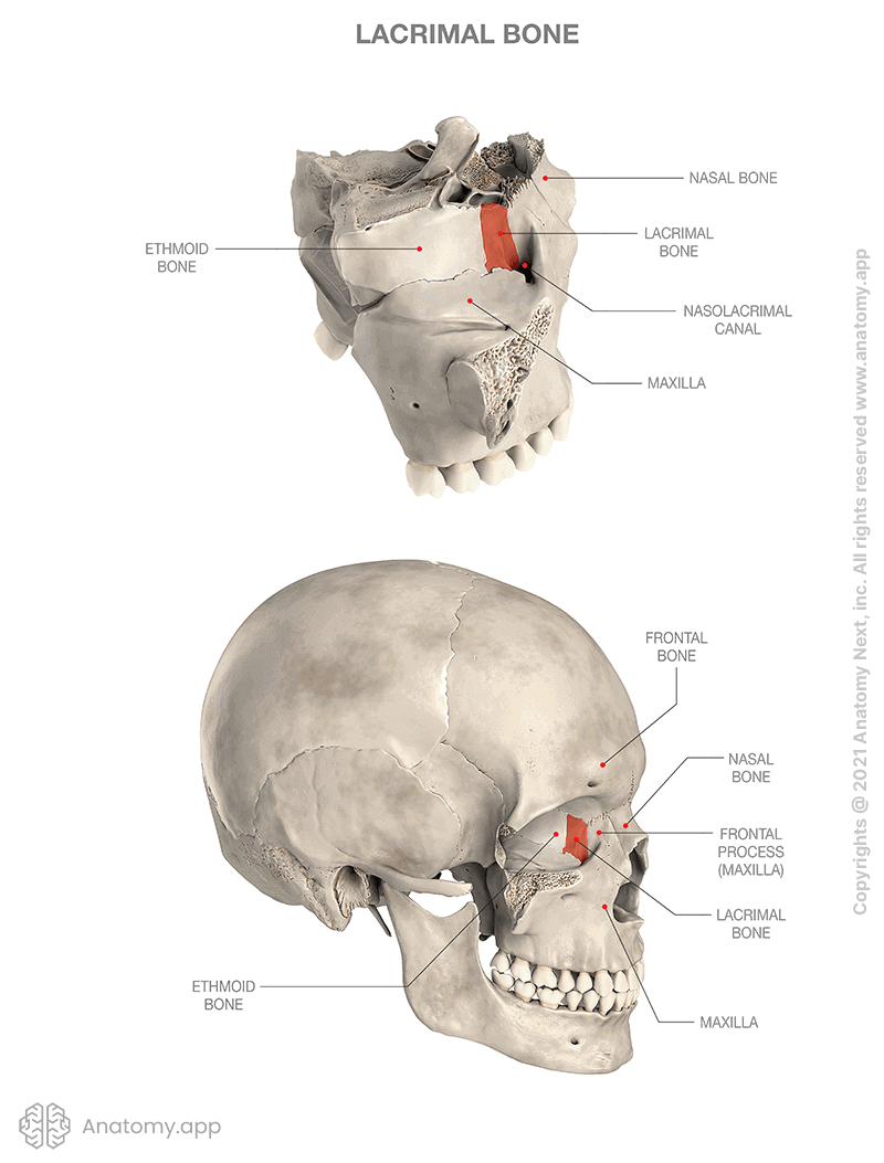 Lacrimal bone, two aspects (part of skull with adjacent structures, lacrimal bone in skull), colored orange