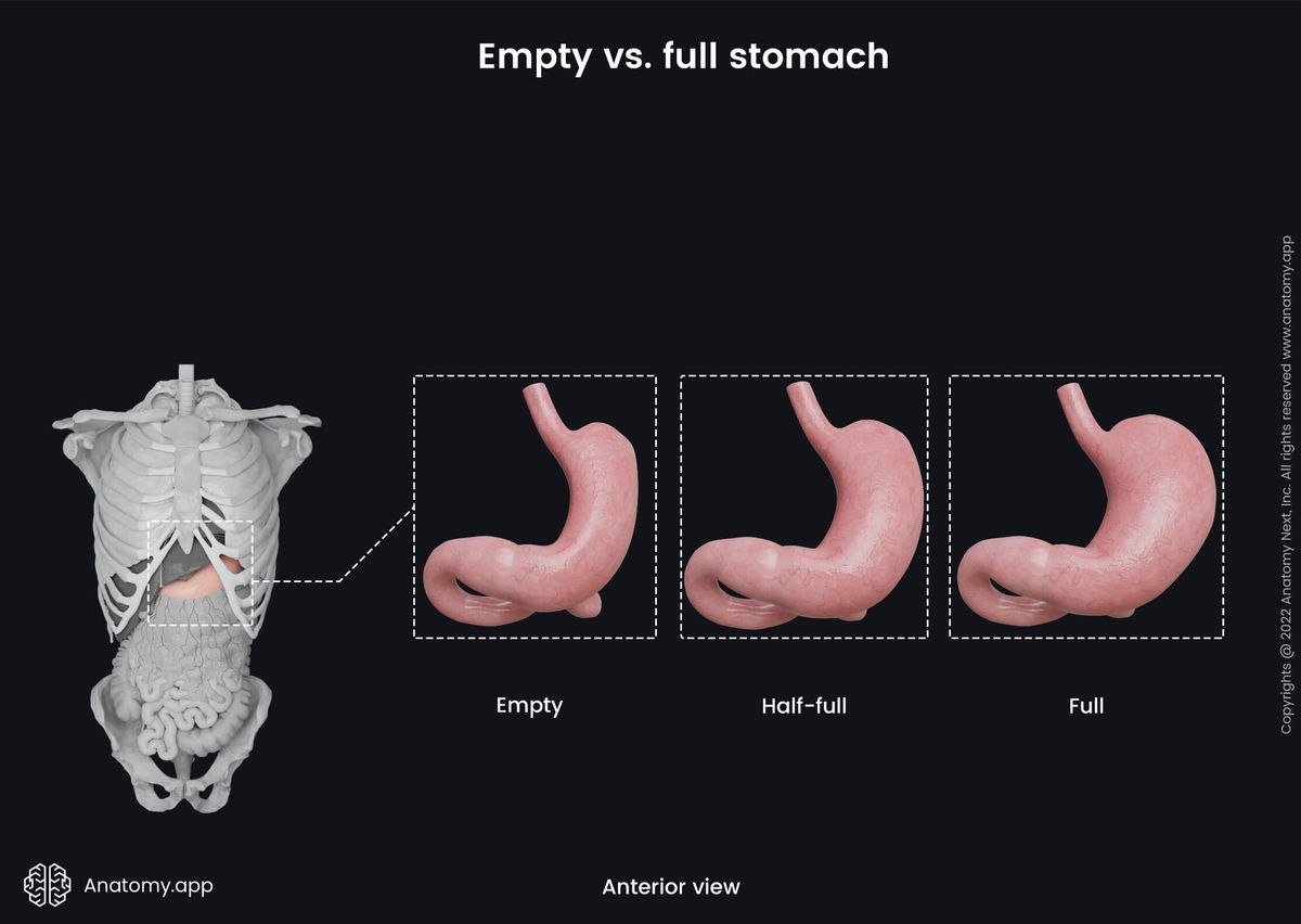 Abdomen, Gastrointestinal tract, Digestive system, Gastrointestinal system, Stomach, Empty stomach, Half-full stomach, Full stomach, Stomach functions, Anterior view