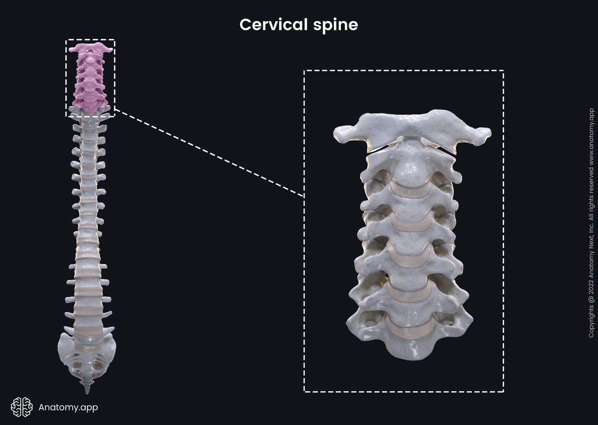 Skeletal system, Spine and back, Vertebral column, Vertebrae, Intervertebral discs, Cervical spine, Anterior view