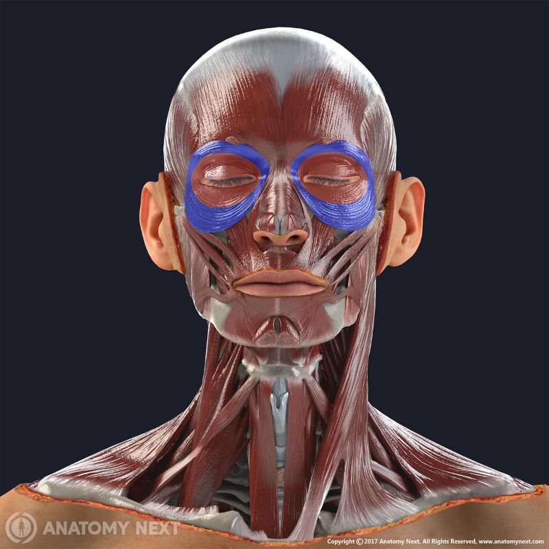 All facial muscles with orbital part of orbitularis oculi highlighted