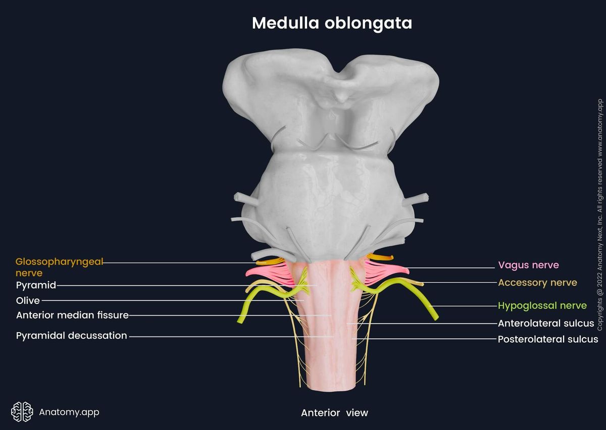 Medulla oblongata, anterior view, external landmarks and cranial nerve exits