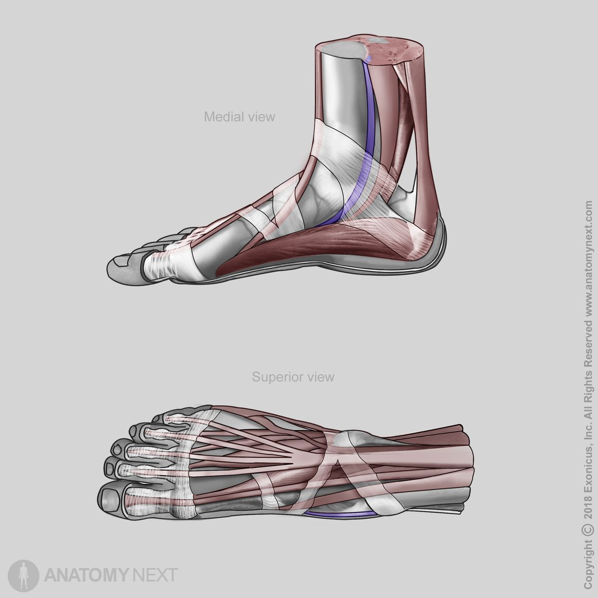 Tibialis posterior, Insertion of tibialis posterior, Tibialis posterior tendon, Posterior compartment of leg, Deep muscles, Deep posterior leg muscles, Leg muscles, Posterior compartment muscles, Human foot