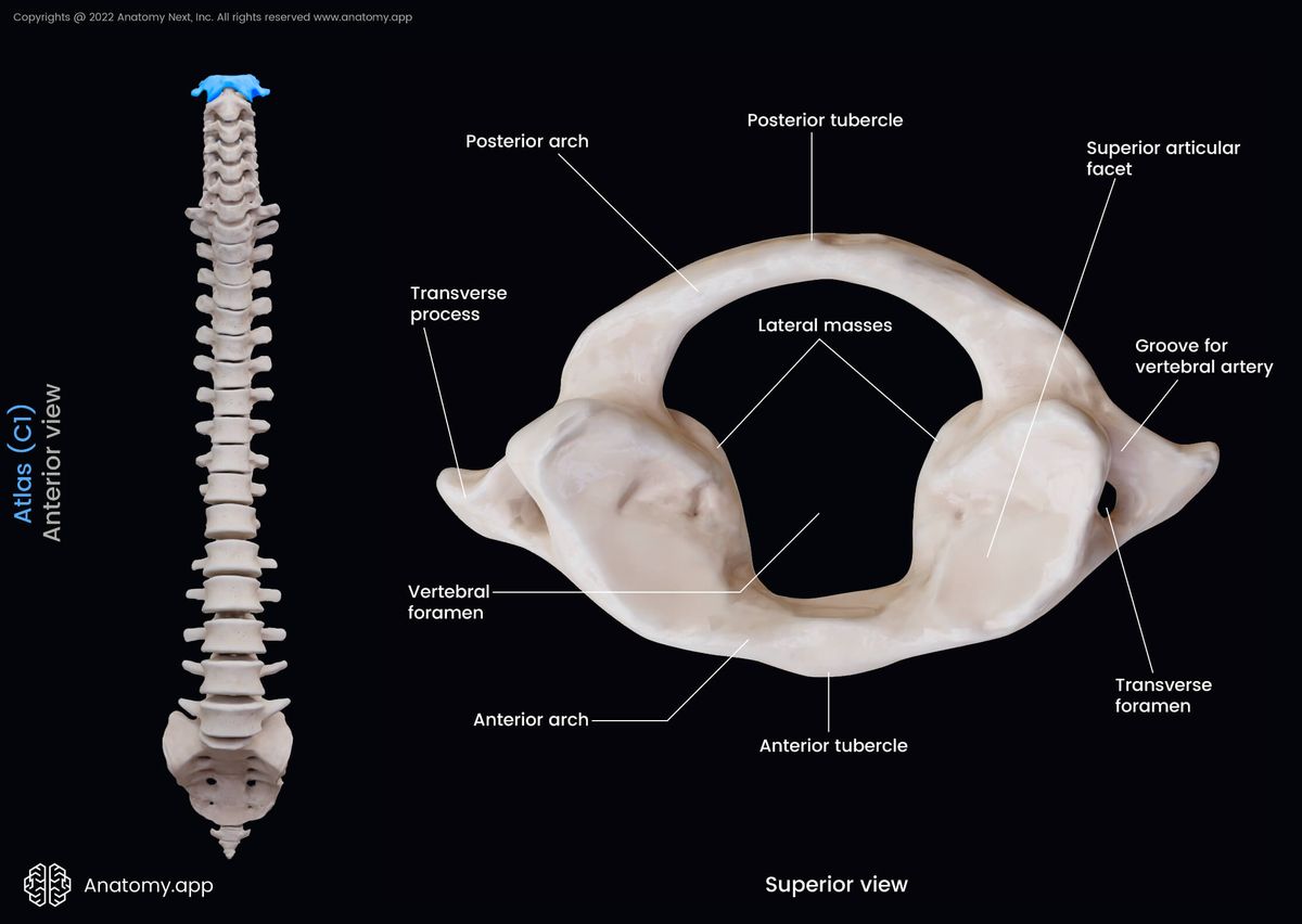 Atlas, C1, Cervical vertebrae, First vertebra, Cervical spine, Landmarks of atlas, Superior view, Anterior view, Spine, Vertebral column