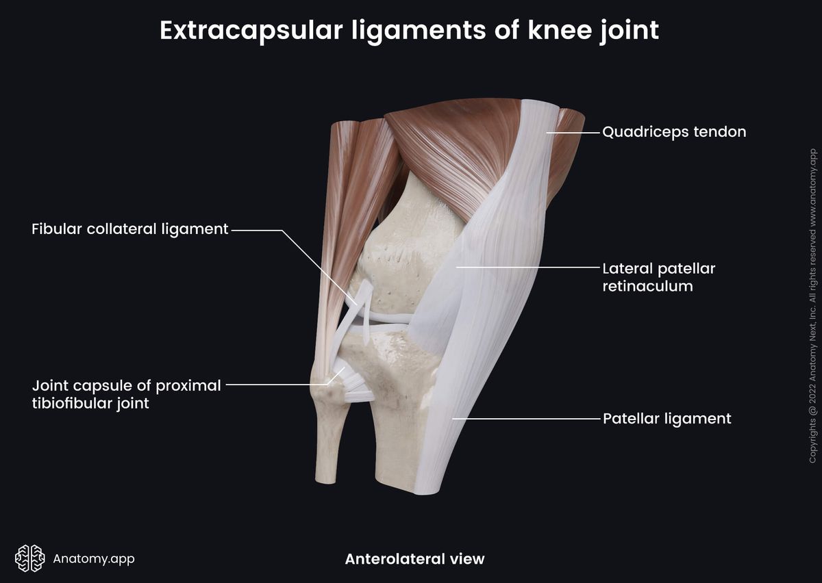 Knee joint, Extracapsular ligaments, Quadriceps, Tibia, Fibula, Femur, Anterolateral view