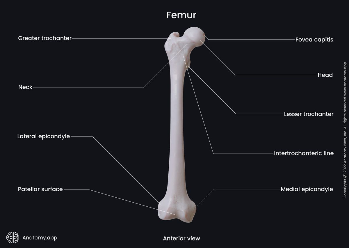 Femur, Thigh bone, Landmarks of femur, Skeleton of lower limb, Human thigh, Anterior view of femur, Human skeleton