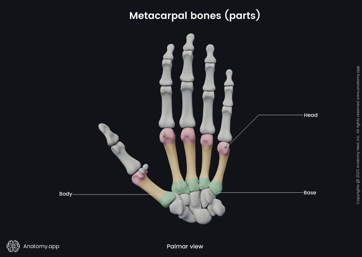 Upper limb, Skeleton of upper extremity, Human hand, Metacarpals, Metacarpal bones, Parts, Heads, Bases, Bodies, Bones of hand, Hand bones, Dorsal view