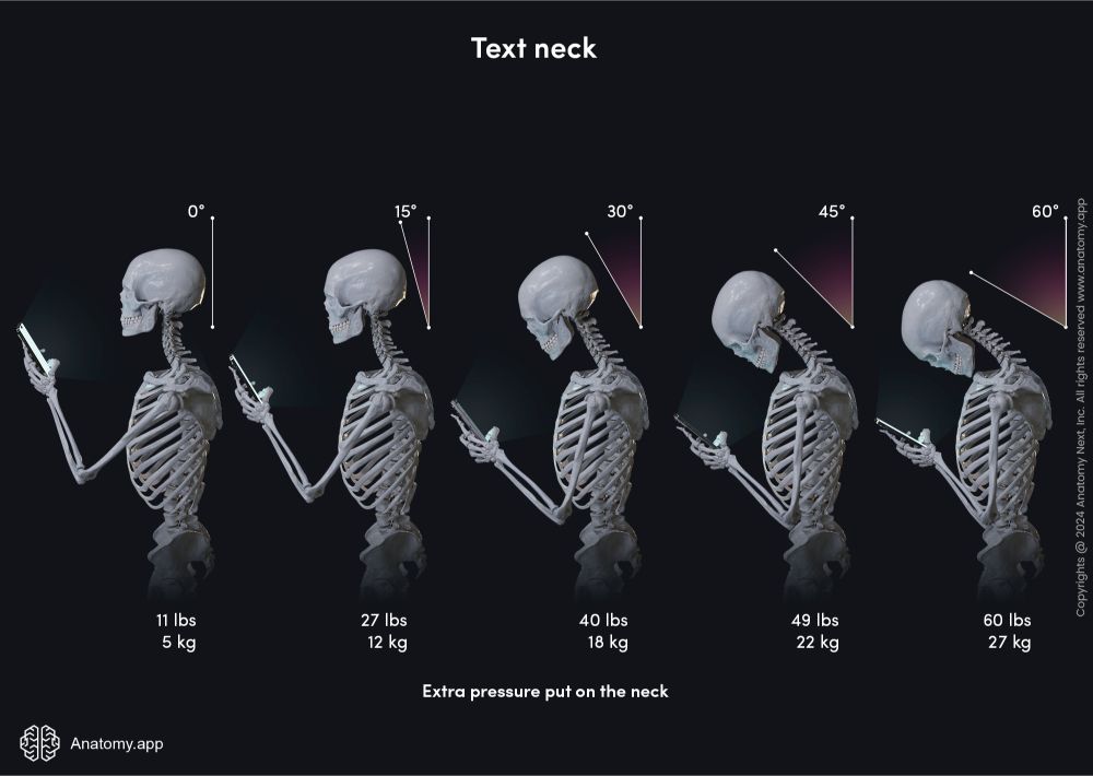 Human skeleton, Skeletal system, Spine and back, Vertebral column, Vertebrae, Intervertebral discs, Tech neck, Text neck, Phone posture, Digital technologies, Digital era