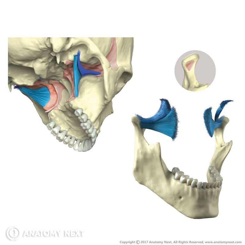 Origin and insertion of lateral pterygoid, Lateral pterygoid