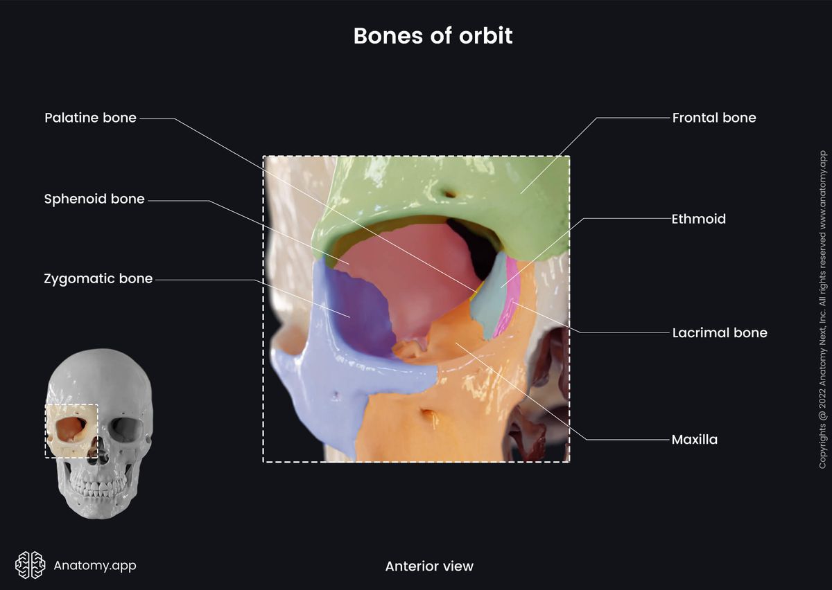 Head, Skull, Skeletal system, Bones forming orbit, Anterior aspect of skull, Palatine bone, Frontal bone, Ethmoid, Sphenoid, Zygomatic bone, Lacrimal bone, Maxilla