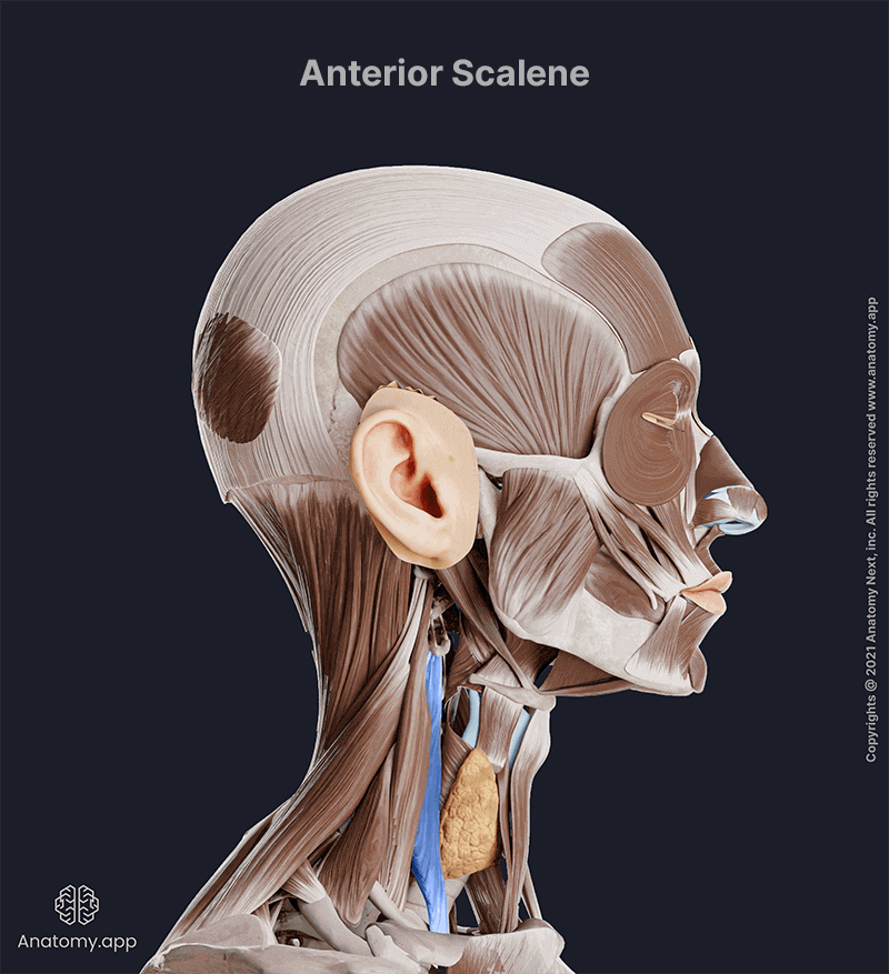 Anterior scalene, Anterior scalene muscle, Scalene muscles, Neck muscles, Lateral neck muscles, Head and neck muscles, Lateral view, Anterior scalene colored blue