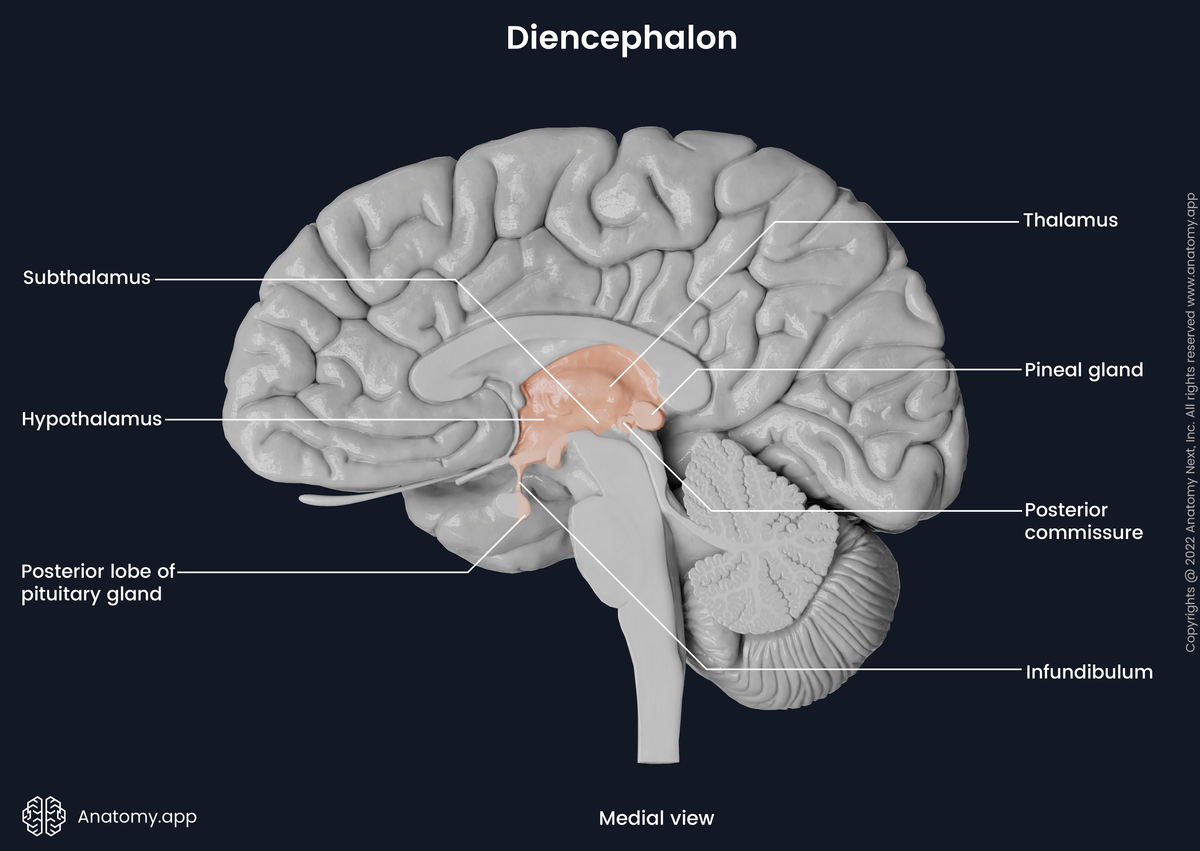 Brain, Sagittal section, Medial view, Diencephalon, Parts of diencephalon