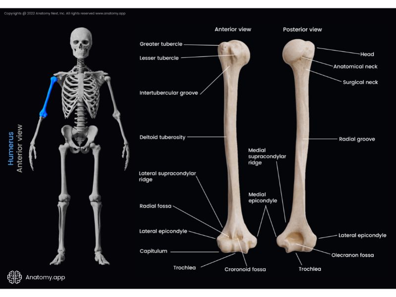 Humerus, Landmarks of humerus, Proximal end of humerus, Shaft of humerus, Distal end of humerus, Skeleton of upper limb, Bones of upper limb, Human arm, Arm skeleton, Free upper extremity