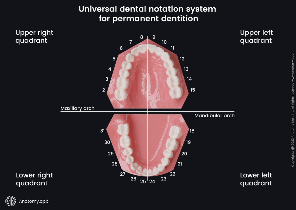 Dental notation systems, Universal tooth numbering system, Universal system, Teeth, Palate, Teeth numbering, Maxillary arch, Mandibular arch, Secondary teeth, Permanent teeth