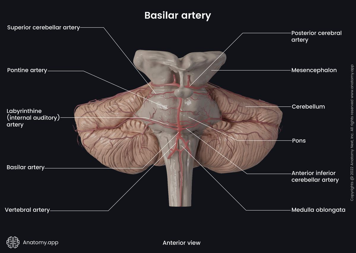 Basilar artery, Posterior cerebral artery, Posterior circulation system, Vertebrobasilar system, Brainstem, Cerebellum, Blood supply, Anterior view