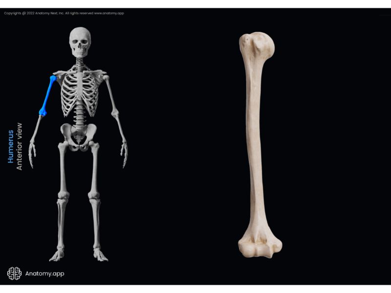 Humerus, Skeleton of upper limb, Bones of upper limb, Human arm, Arm skeleton, Free upper extremity