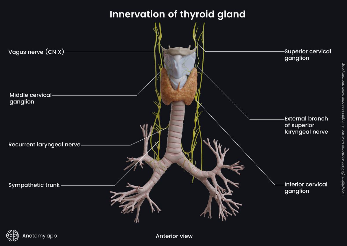 Thyroid gland, Innervation, Vagus nerve (CN X), Recurrent laryngeal nerve, Superior laryngeal nerve, Cervical ganglia, Sympathetic trunk