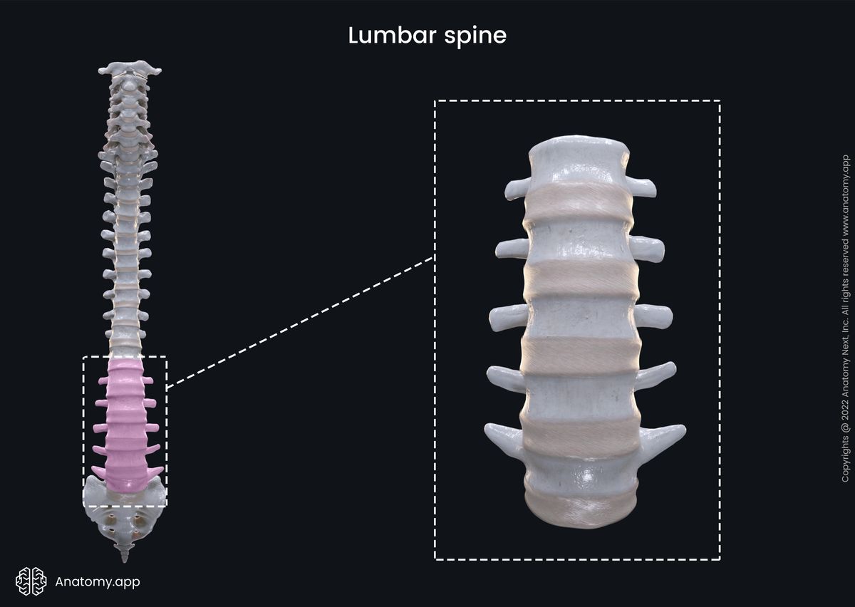 Skeletal system, Spine and back, Vertebral column, Vertebrae, Intervertebral discs, Lumbar spine, Lower spine, Anterior view
