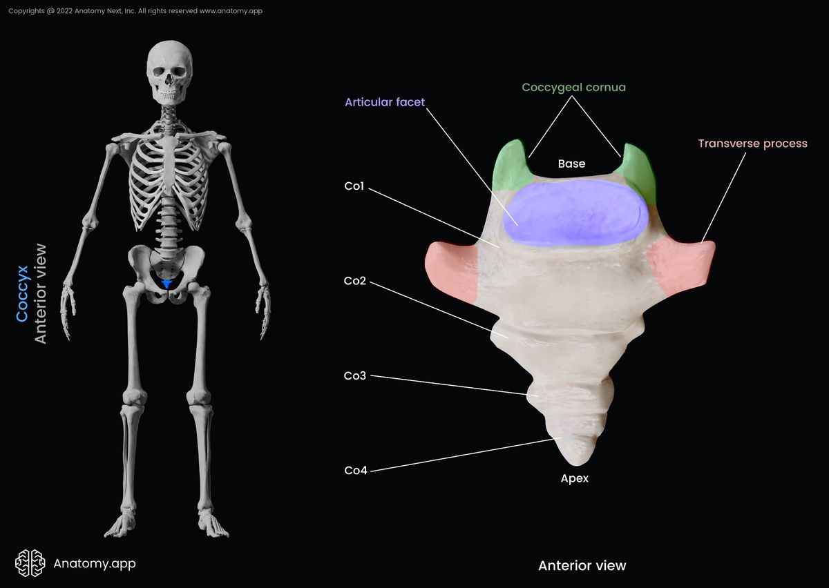 Coccyx, Tailbone, Coccygeal vertebrae, Anterior view, Landmarks, Vertebra, Spine, Vertebral column, Human skeleton