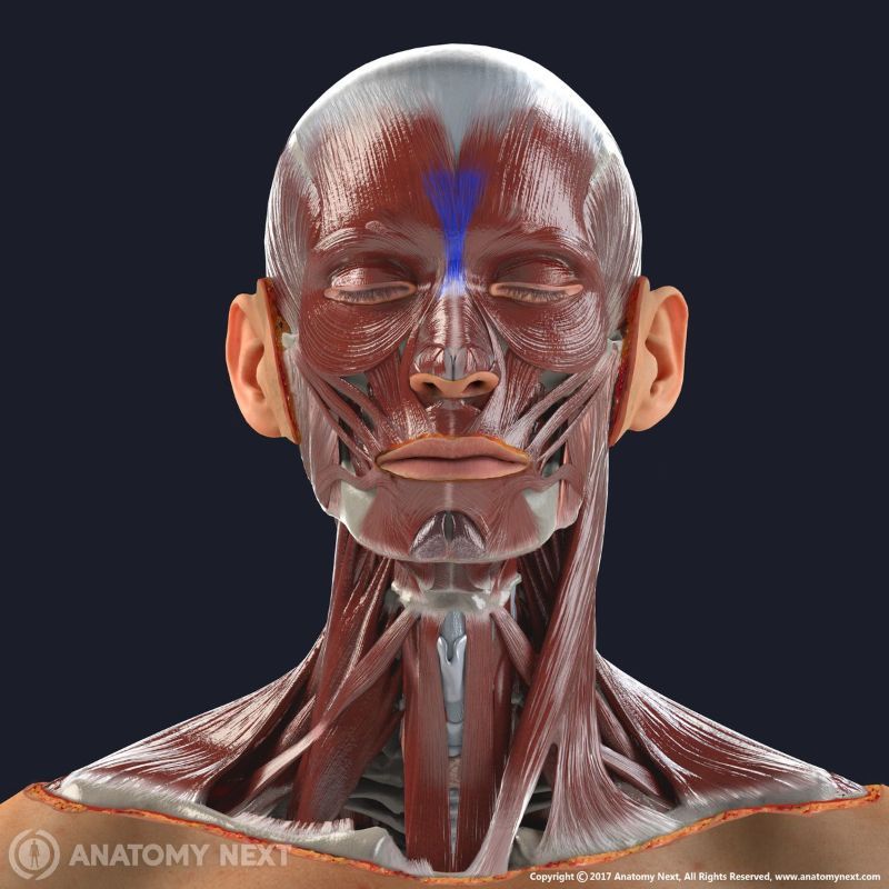 Procerus muscle, Procerus, Nasal muscles, Facial muscles, Muscles of facial expression, Head muscles