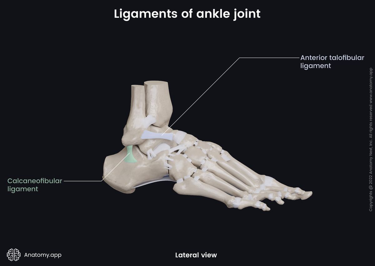 Ankle joint, Bones of leg, Tibia, Fibula, Tarsals, Talus, Ligaments, Human foot, Foot skeleton, Foot bones, Lateral view
