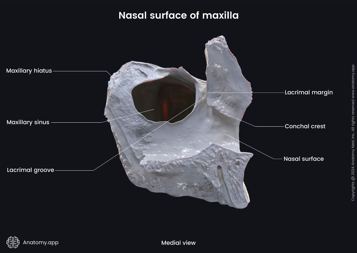 Head and neck, Skull, Viscerocranium, Facial skeleton, Maxilla, Upper jaw, Landmarks of maxilla, Body of maxilla, Nasal surface, Medial view