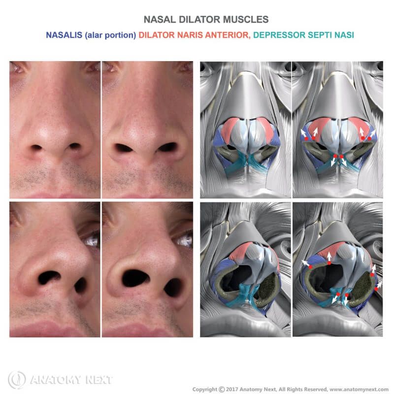 Nasal dilator muscles function, Action of nasal dilator muscles, Action of depressor septi nasi