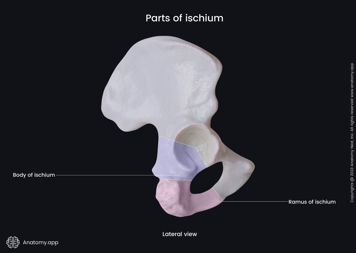 Hip bone, Pelvic girdle, Ischium, Parts of ischium, Lateral view, Human skeleton
