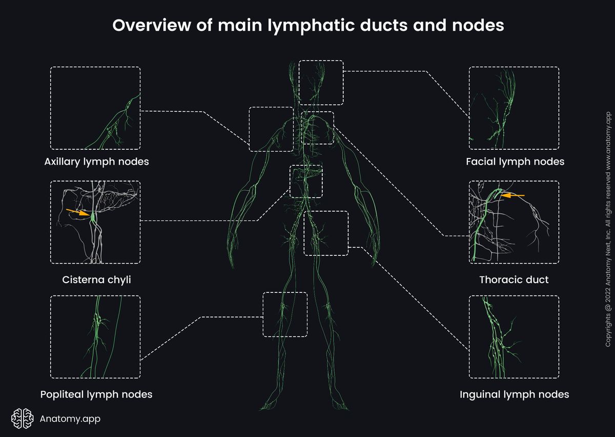 Lymphatic system, Lymphatic capillaries, Lymphatic vessels, Lymphatic trunks, Lymphatic ducts, Cisterna chyli, Thoracic duct, Right lymphatic duct, Lymph nodes, Full body