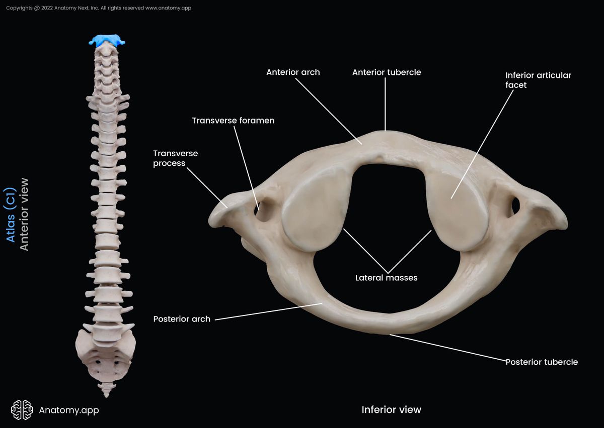 Atlas, C1, Cervical vertebrae, First vertebra, Cervical spine, Landmarks of atlas, Inferior view, Anterior view, Spine, Vertebral column, Atypical cervical vertebra