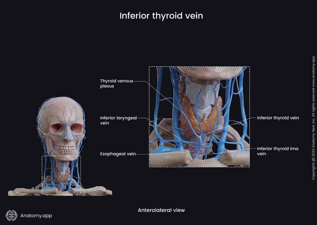 Veins of the head and neck, Superficial veins of the neck, Thyroid veins, Inferior thyroid vein, Thyroid gland, Thyroid plexus, Tributaries of inferior thyroid vein, Anterior view