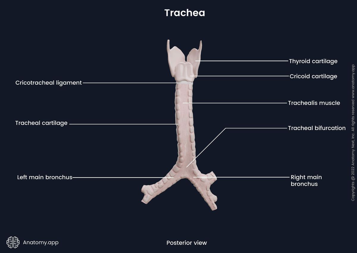 Trachea and main bronchi, Posterior view, Landmarks, Anatomy