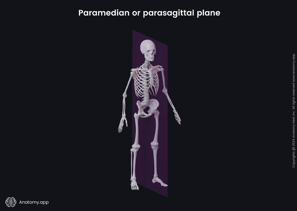 Anatomical terminology, Human body, Anatomical planes, Paramedian plane, Parasagittal plane