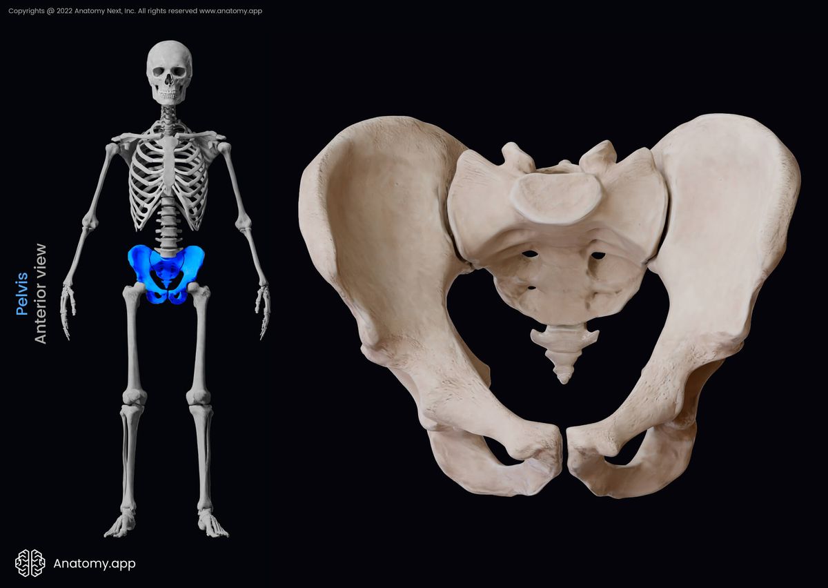 Pelvis, Pelvic bones, Ilium, Ischium, Pubis, Sacrum, Coccyx, Human skeleton, Anterior view of pelvis, Pelvic girdle